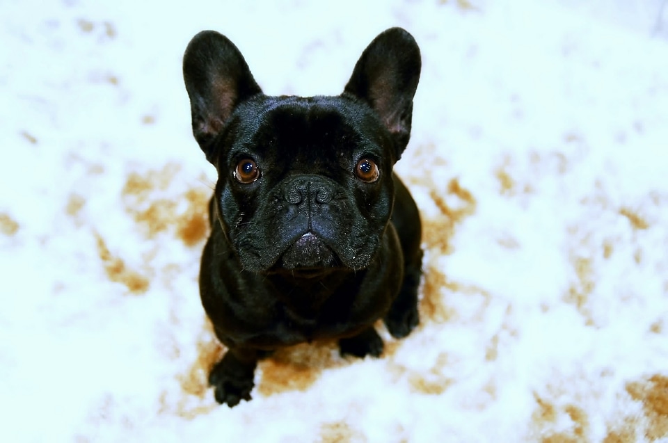 Black and white dog animals