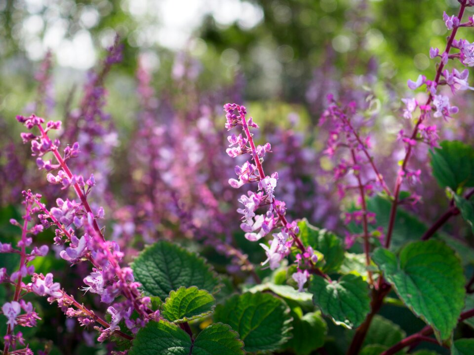 Plant pink garden