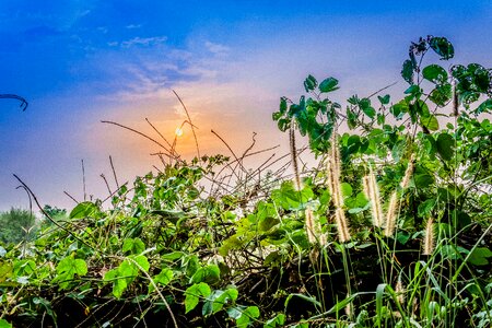 Tree tropical sunset photo