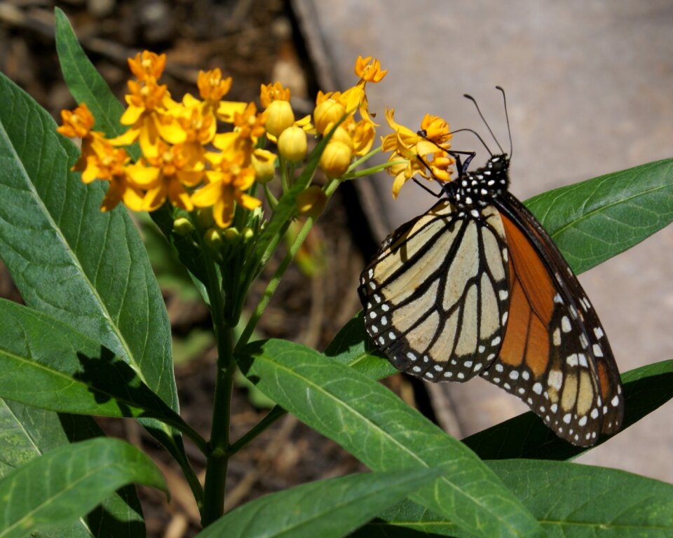 Outdoors wing monarch