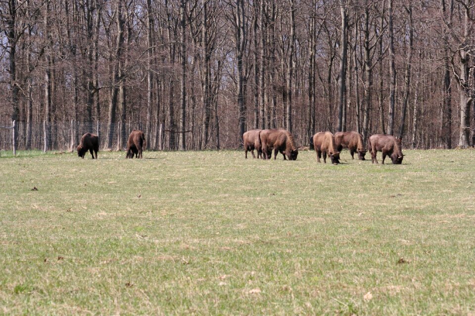 Bison oxen european bornholm