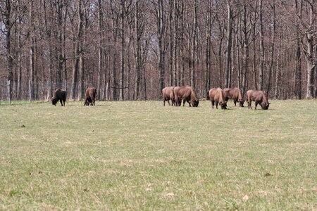 Bison oxen european bornholm