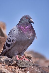 Nature bird animal world
