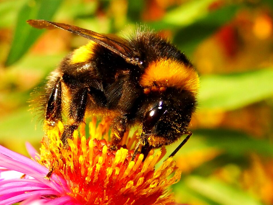 Honey pollen animals