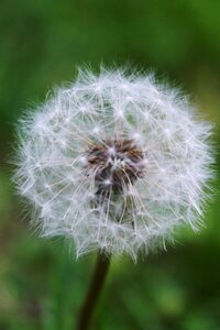 Plant furry fragile