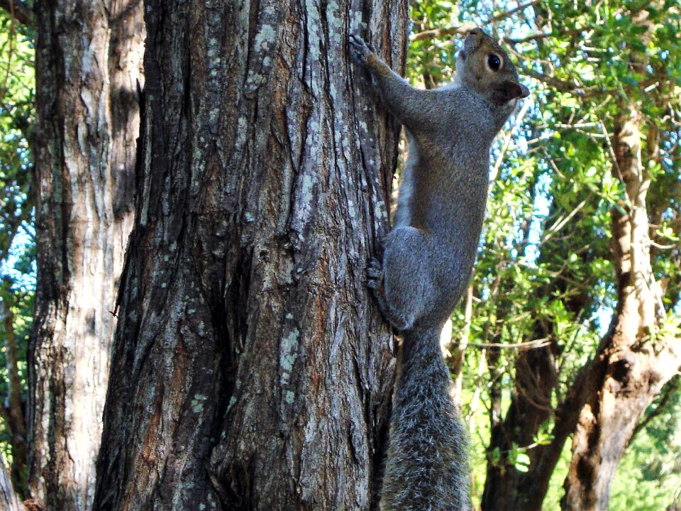 Outdoors wildlife animal