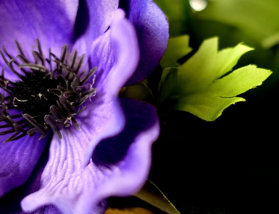 Plant garden floral