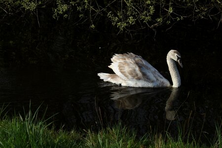 Monolithic part of the waters at the court of swans