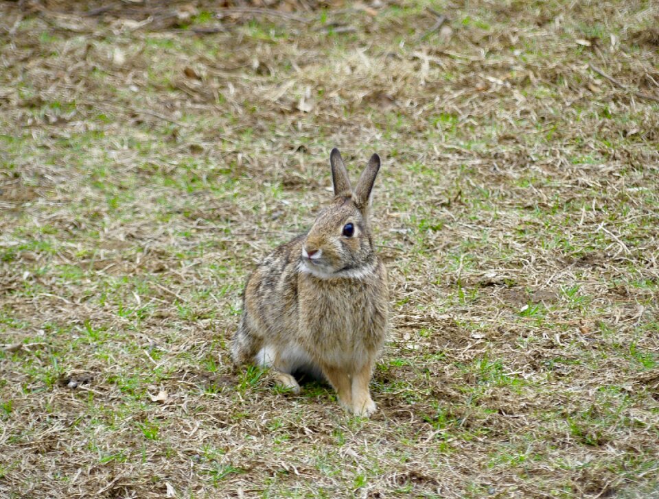 Rabbit mammal bunny