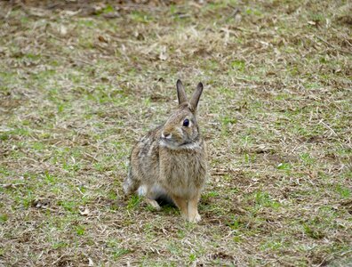 Rabbit mammal bunny photo
