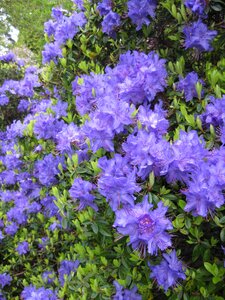 Nature summer rhododendron