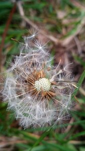 Flower grass seed photo