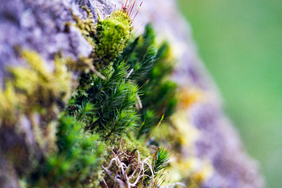 Moss macro Free photos