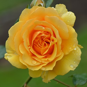 Nature macro yellow rose photo