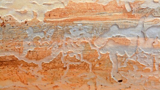 Wood wood worm bark beetles
