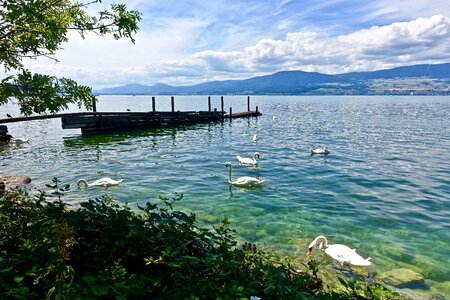 Water nature summer