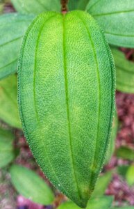 Food growth