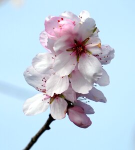 Cherry wood growth nature photo