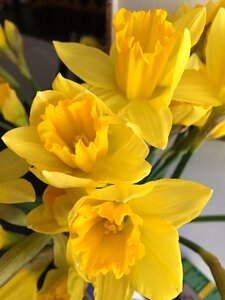 Easter narcissus