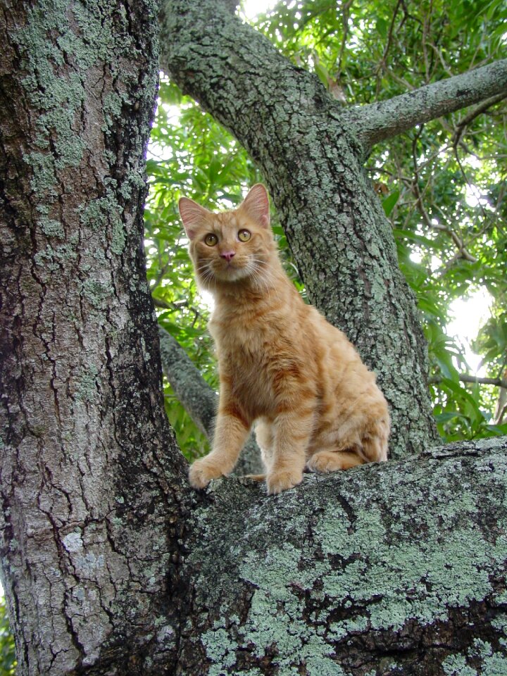 Mammal outdoors cat photo