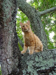 Mammal outdoors cat photo