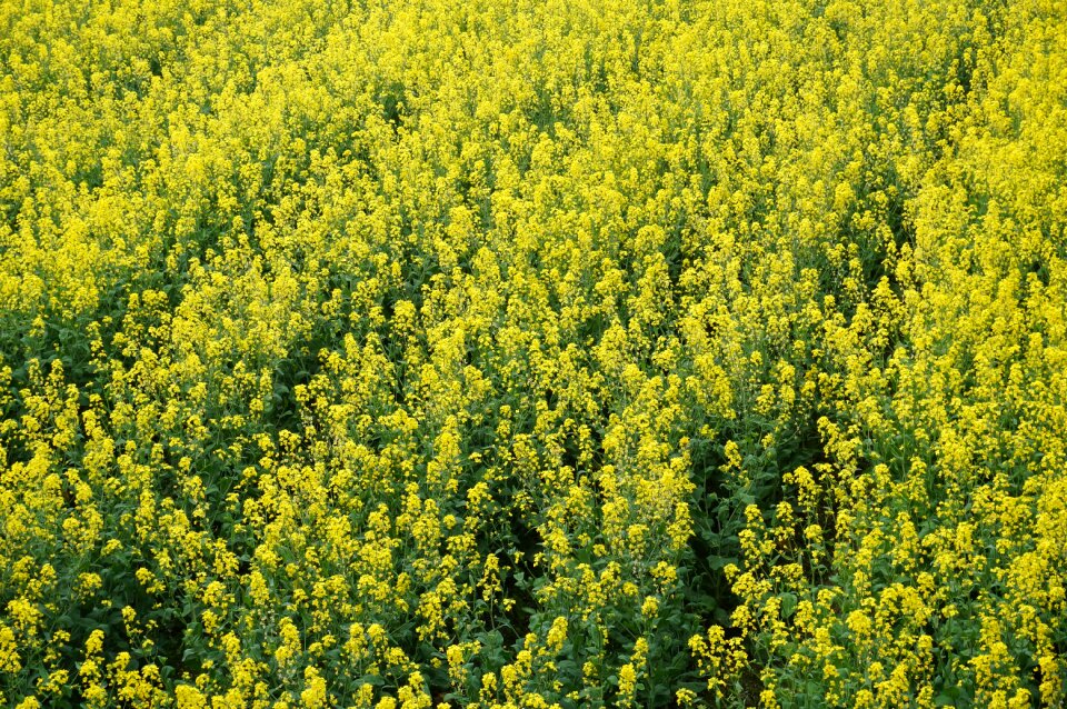 Nature flower plant