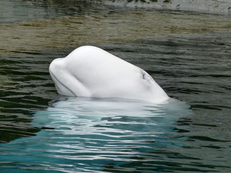 Ocean life water head
