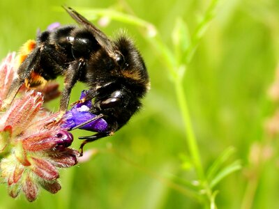 Honey bombus animals