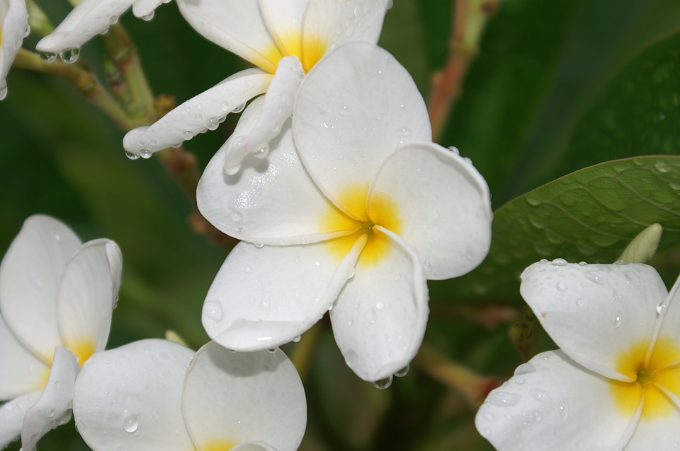 Blossom flora beauty