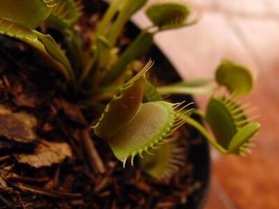 No person venus flytrap vegetable photo