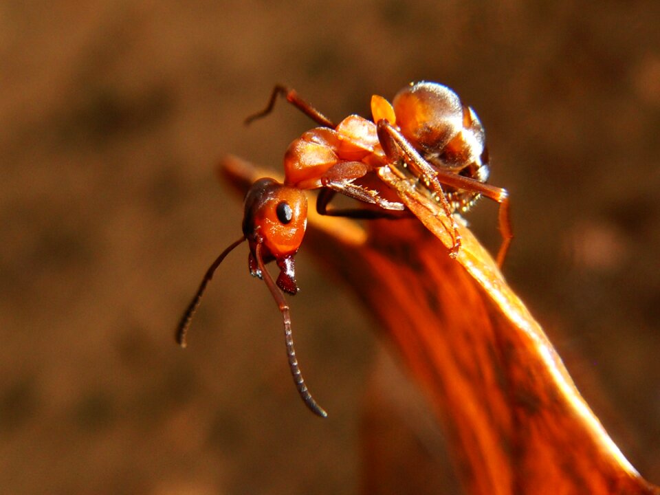 No one animals ant