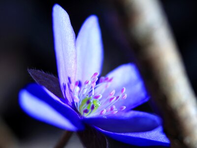 Nature blossom hepatica photo