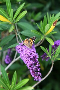 Plant insect butterfly