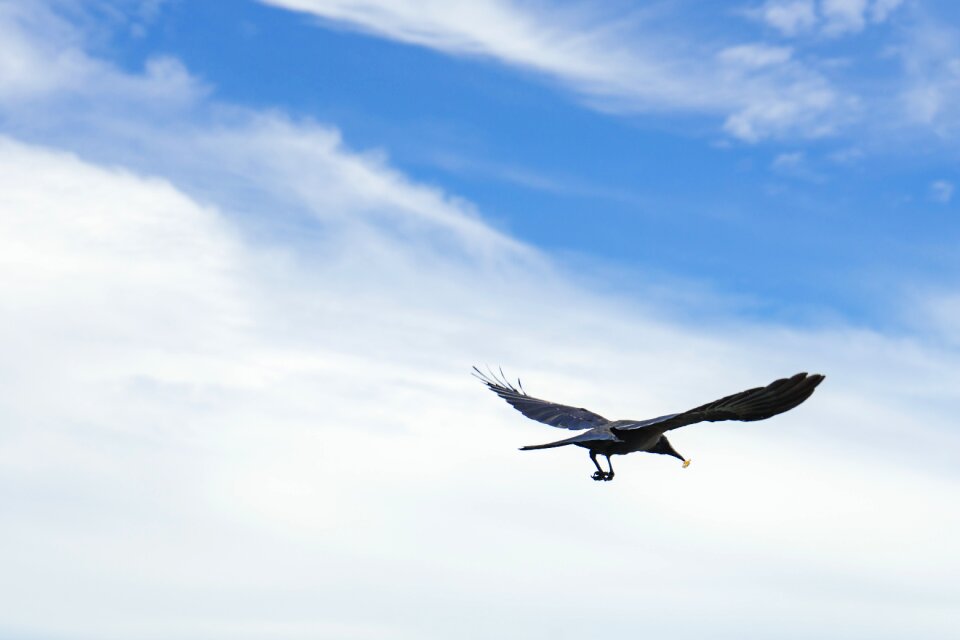Wings fly nature