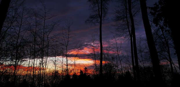 Sunrise trees forest