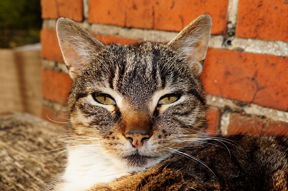 Nose relax cat face