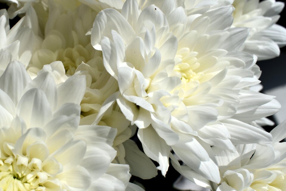 Nature petal bouquet