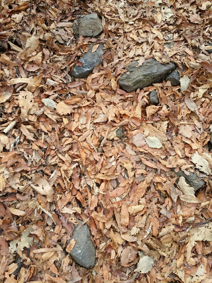 Organization batch leaf