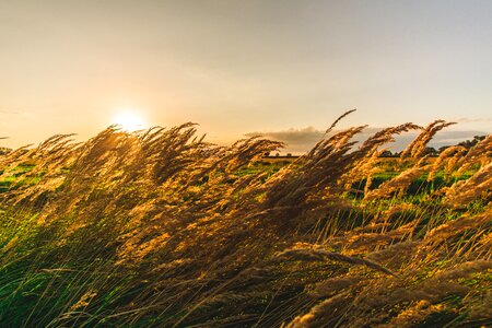 Summer grass schönwetter