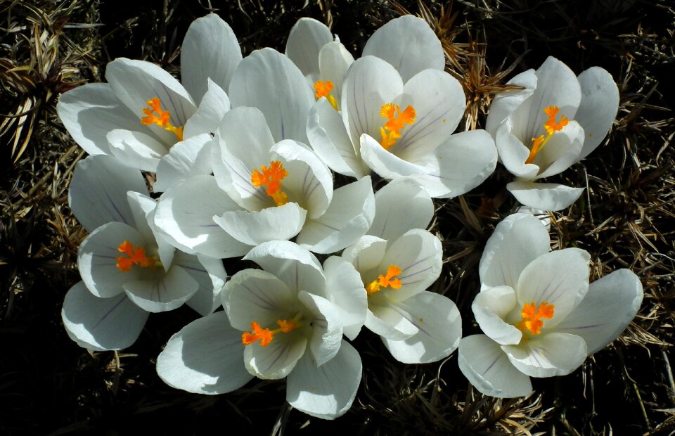 Nature plant color