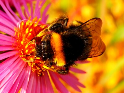 Apiformes plant animals