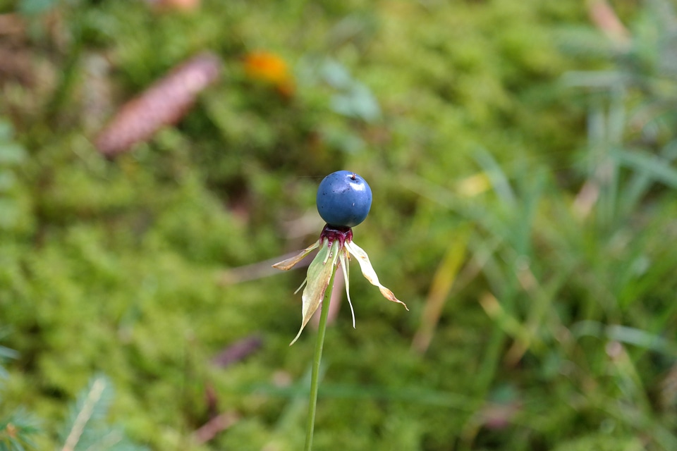 Paris quadrifolia four leaf herb paris toxic