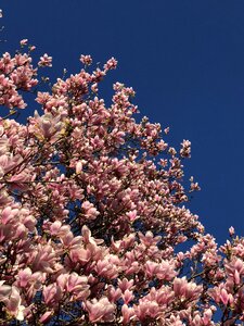 Plant season tree photo