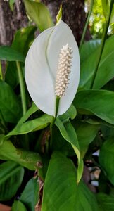 Nature leaf flora