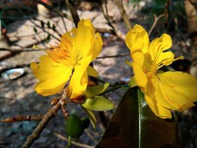 Yellow apricot flower in kien giang province Free photos