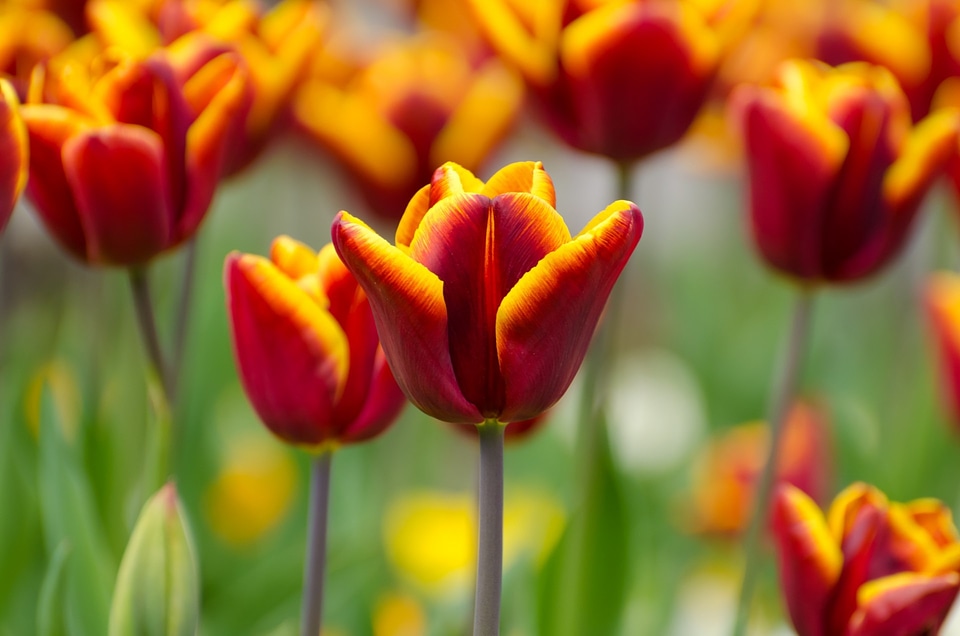 Nature macro background
