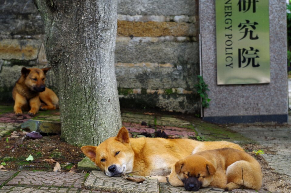 Animal cute canine