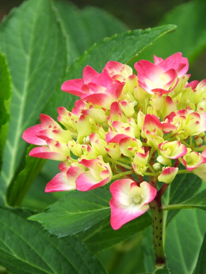 Flower plant leaf