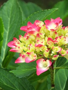 Flower plant leaf