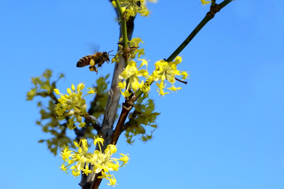 Plant tree blossom